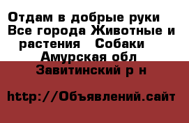 Отдам в добрые руки  - Все города Животные и растения » Собаки   . Амурская обл.,Завитинский р-н